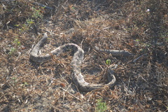 Crotalus ehecatl