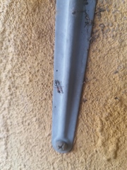 Pseudomyrmex gracilis