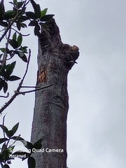 Pteroglossus torquatus