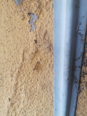 Pseudomyrmex gracilis