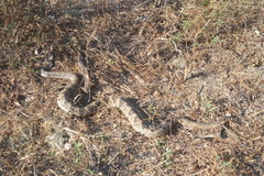 Crotalus ehecatl