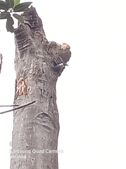 Pteroglossus torquatus