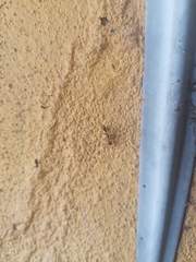 Pseudomyrmex gracilis