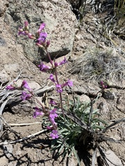 Penstemon confusus