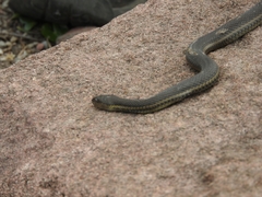 Thamnophis melanogaster
