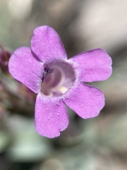 Penstemon confusus