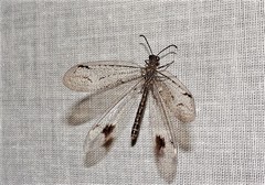 Glenoleon meteoricus