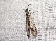 Glenoleon meteoricus