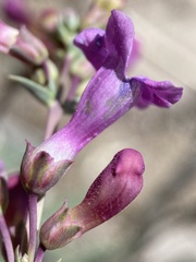 Penstemon confusus