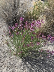 Astragalus toanus