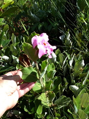 Mandevilla illustris