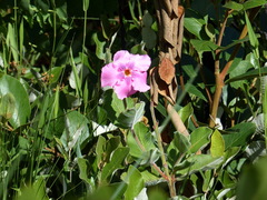 Mandevilla illustris