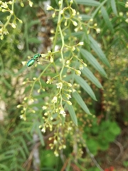 Callistochlora chloris