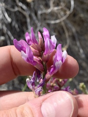 Astragalus toanus