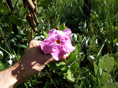 Mandevilla illustris