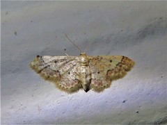 Idaea celtima