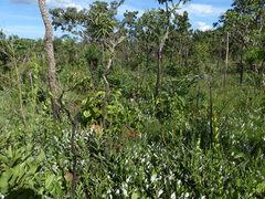 Mandevilla illustris