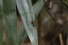 Euthygomphus koxingai
