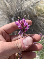 Astragalus toanus