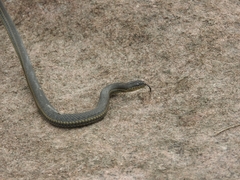 Thamnophis melanogaster