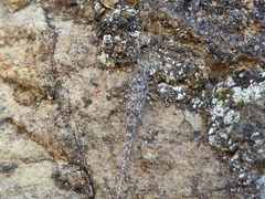 Machiloides silvestrii