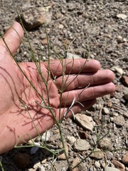 Astragalus convallarius finitimus