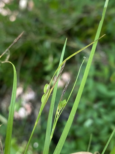 Thorne's Sedge (Carex thornei)