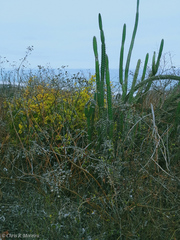 Praecereus euchlorus