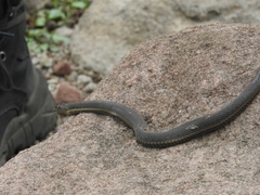 Thamnophis melanogaster