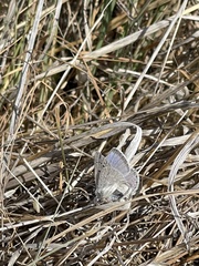 Icaricia icarioides evius
