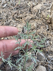 Lomatium nevadense