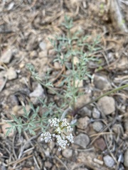Lomatium nevadense