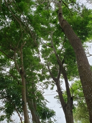 Leucaena pulverulenta