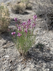 Astragalus toanus