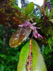 Acianthera pubescens