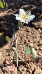Calochortus lyallii