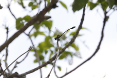 Melligomphus sinicus