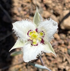 Calochortus lyallii
