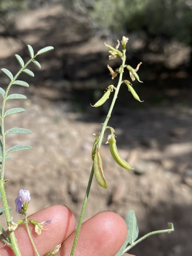 Pine Valley milkvetch (Astragalus straturensis)