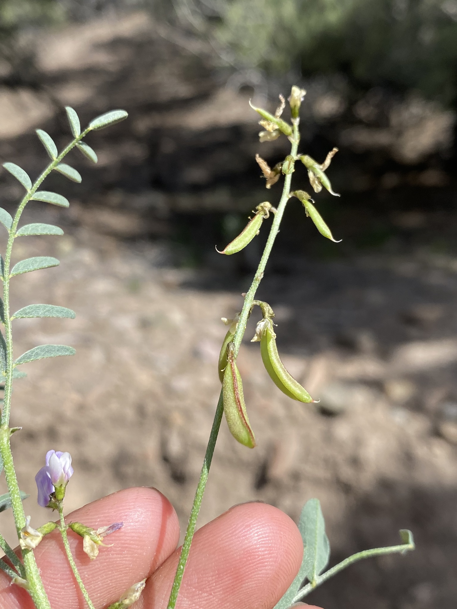 Astragalus straturensis