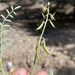 Pine Valley Milkvetch - Photo (c) Matt Berger, some rights reserved (CC BY), uploaded by Matt Berger