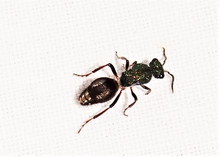 Ephutomorpha princeps