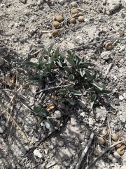 Penstemon immanifestus