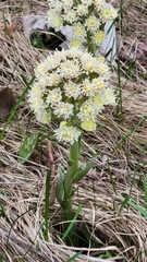 Petasites frigidus palmatus