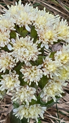Petasites frigidus palmatus