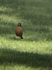 Turdus migratorius