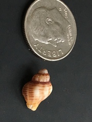 Nassarius fossatus