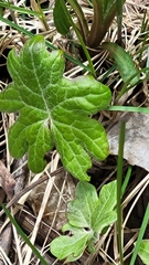 Petasites frigidus palmatus