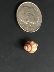 Nassarius fossatus