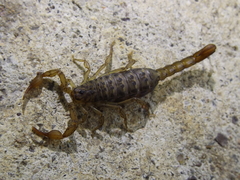 Vaejovis tenamaztlei